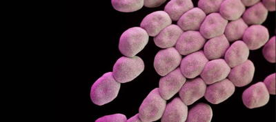 La OMS anuncia las 12 familias de bacterias más peligrosas para el ser humano