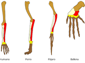 Homo.. ¿qué? cuello serpientes.