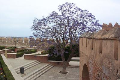 Kiri: el árbol salvador