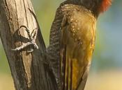 Carpintero oliva chico (Little Woodpecker) Veniliornis passerinus