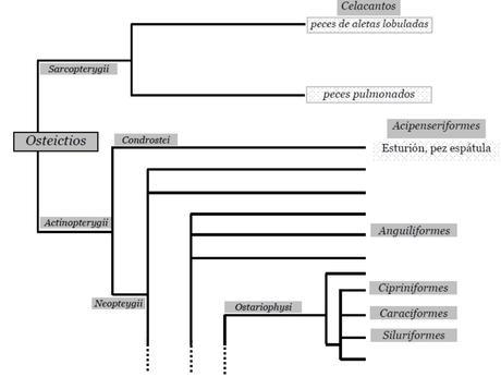 Relaciones filogenéticas entre los peces. Adaptado de Nelson, 2006.