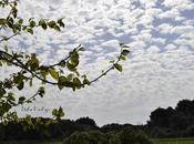 punto plantas interior exterior