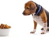 Racionar alimento nuestro perro