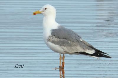 ANILLAS, GAVIOTAS QUE SE VAN Y UN APUNTE SOBRE LA FZ72