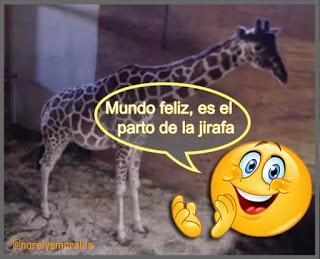 Mundo feliz, es el ¡parto de una jirafa!