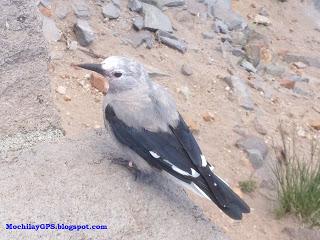Parque Nacional Crater Lake (Viaje por el Noroeste de los Estados Unidos XIV)