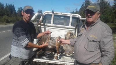 El Bolsón: secuestraron 241 truchas capturadas ilegalmente