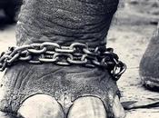 Elefante Encadenado: enseñanza Jorge Bucay para vida