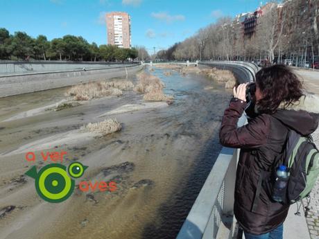 Golondrinas en Madrid Río