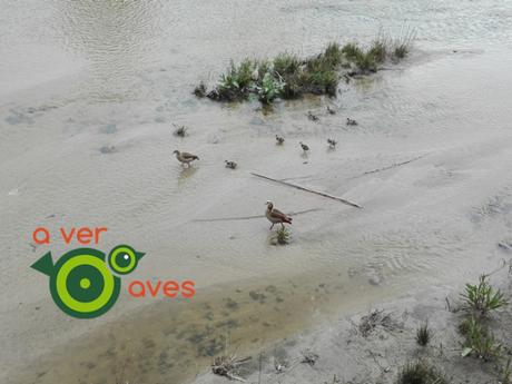 Golondrinas en Madrid Río