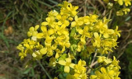 fotos flores amarilla adelfa