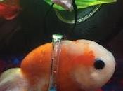 Conoce historia podía flotar