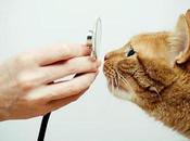 Diarrea Sangre Gatos: Causas, Síntomas Tratamientos. Descuides!