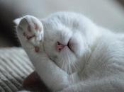 Como Podemos Identificar Enfermedades Respiratorias Gatos.