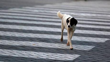 ERC retirará su apoyo a propuesta para poder cortar el rabo a perros de caza