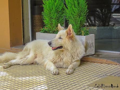 Gran perro blanco sentado a la sombra en un día de verano.