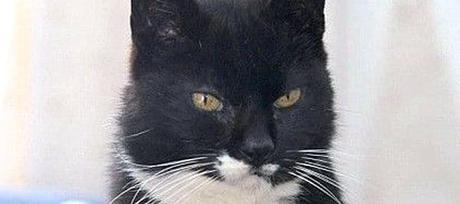 Ven A Conocer A Los 15 Gatos Más Famosos De La Historia. Desde Actores Codiciados Hasta Los Reyes De Las Redes Sociales!