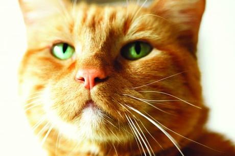 Ven A Conocer A Los 15 Gatos Más Famosos De La Historia. Desde Actores Codiciados Hasta Los Reyes De Las Redes Sociales!