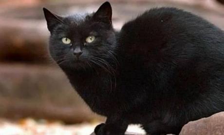 Ven A Conocer A Los 15 Gatos Más Famosos De La Historia. Desde Actores Codiciados Hasta Los Reyes De Las Redes Sociales!