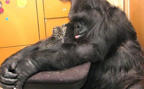 Ven A Conocer A Los 15 Gatos Más Famosos De La Historia. Desde Actores Codiciados Hasta Los Reyes De Las Redes Sociales!