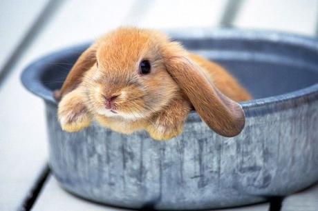 Aprende Todo Acerca  De La Esterilización En Conejos.  ¿Qué Esperar De La Cirugía?