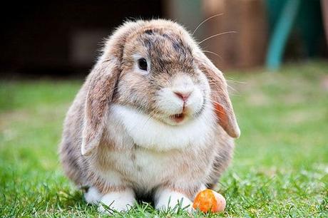 Aprende Todo Acerca  De La Esterilización En Conejos.  ¿Qué Esperar De La Cirugía?
