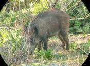 Jabalíes Sant Adrià