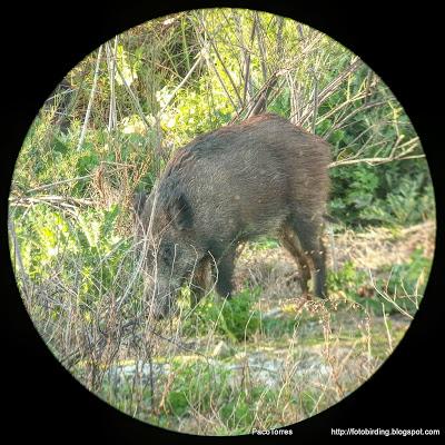 Jabalíes en Sant Adrià