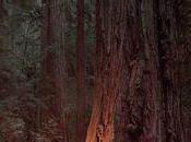 bosque infinito Annie Proulx