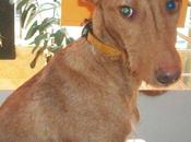 Cuper, podenco invisible raro no?)