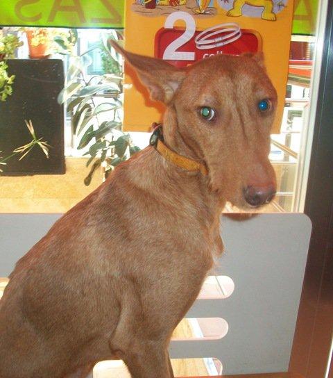 Cuper, un podenco invisible ( que raro no?)