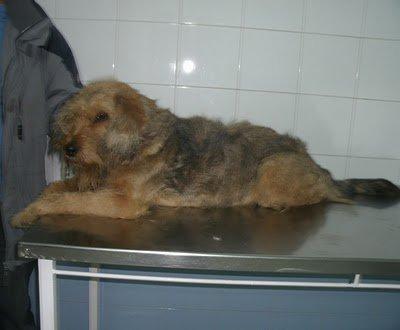 Rastas, Sevilla, la imagen del dolor