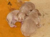 Labrador tres cachorros