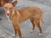 Pituso, podenco casi ciego