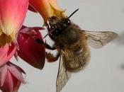 flores: Atracción polinización
