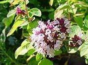 Orégano mitiga gripe dolores estomacales ,insomnio,nerviosismo