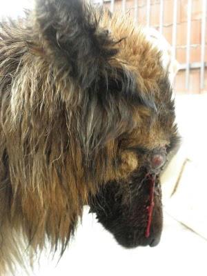 Yaiza, pastora alemana que ha recibido una brutal paliza.