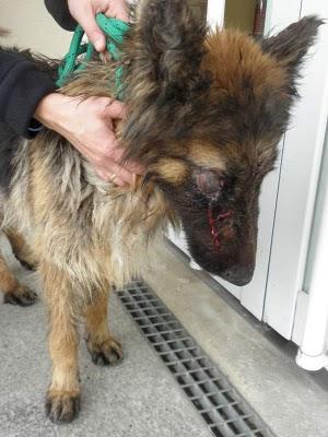 Yaiza, pastora alemana que ha recibido una brutal paliza.