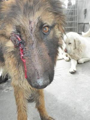 Yaiza, pastora alemana que ha recibido una brutal paliza.