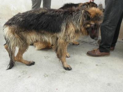 Yaiza, pastora alemana que ha recibido una brutal paliza.