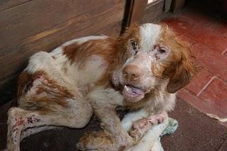 Sevilla, después de ver esta foto no reacciono , ya no queda ni lágrimas