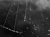 Mulberries gossberries. puertos desembarco.