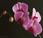 Orquídeas Phalaenopsis//Mariposa