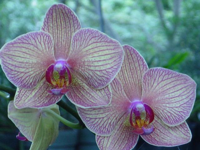 Las Orquídeas Phalaenopsis//Mariposa - Paperblog