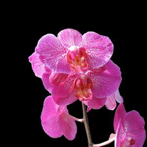 http://www.orchidflowerhq.com/es/orchidpictures/Phalaenopsis-orchid.jpg