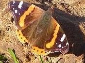 Llegan mariposas