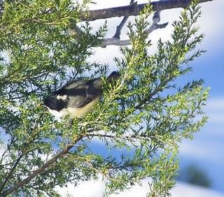 Carboneros entre la nieve