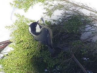 Carboneros entre la nieve