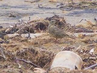 ¿Turistas británicos?