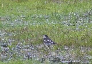 ¿Turistas británicos?